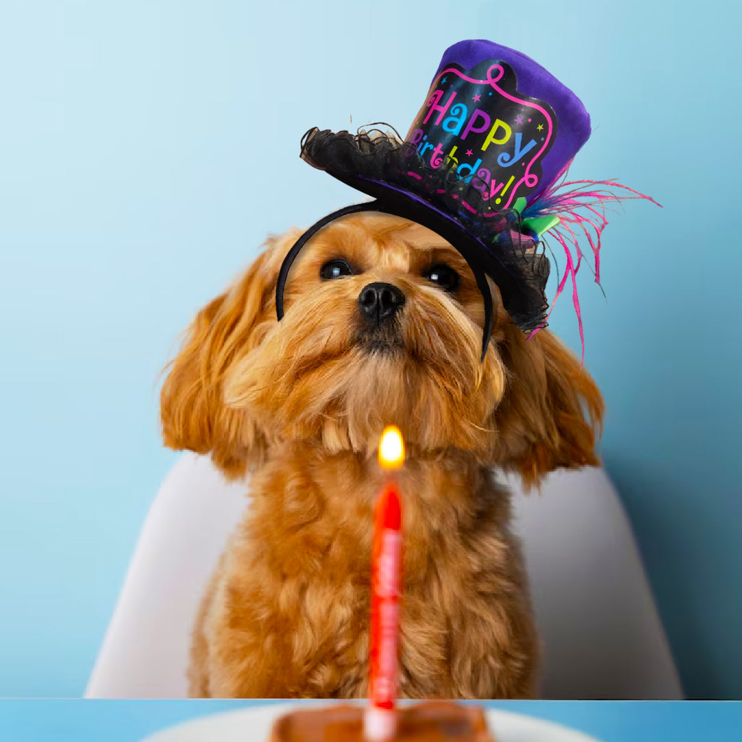 Deluxe Fancy Birthday Headband - 1PC